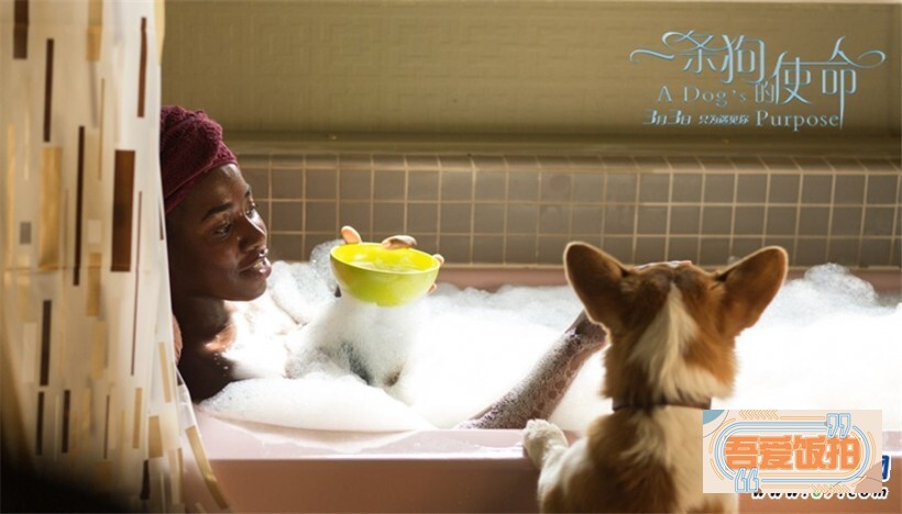 电影《一条狗的使命》今日正式宣布确定引进内地 电影《一条狗的使命》今日正式宣布确定引进内地