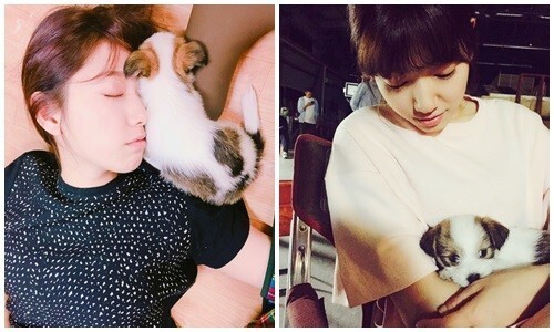 朴信惠与萌犬在一起的画面十分有爱 朴信惠与萌犬在一起的画面十分有爱