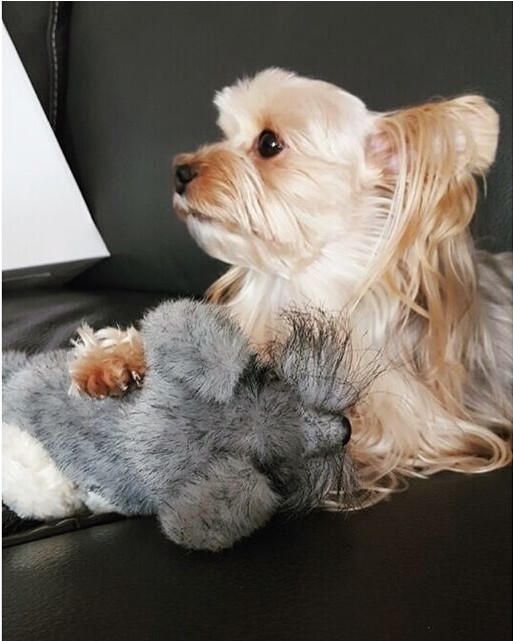 萌死啦！少女时代秀英晒萌宠 太可爱啦！